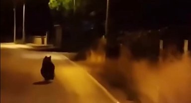 Yalova'da ayı köy yoluna indi