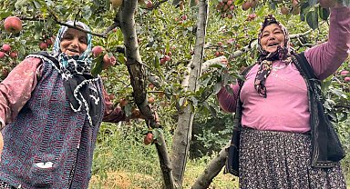 Yalova'da Dereköy elması üreticisinin yüzünü güldürdü