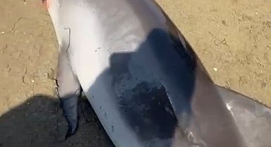 Yalova'da ölü yunus kıyıya vurdu