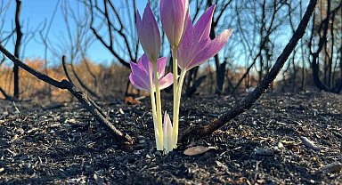 Yanan ormanda açan çiçek gönülleri ısıttı