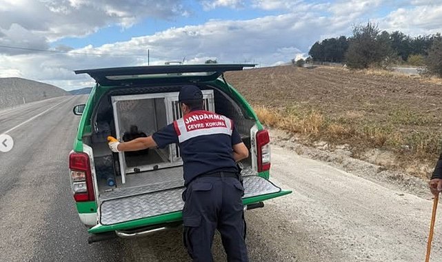 Yaralı atmacaya jandarma sahip çıktı