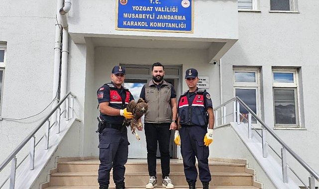 Yaralı halde bulunan kartal koruma altına alındı