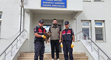 Yaralı halde bulunan kartal koruma altına alındı