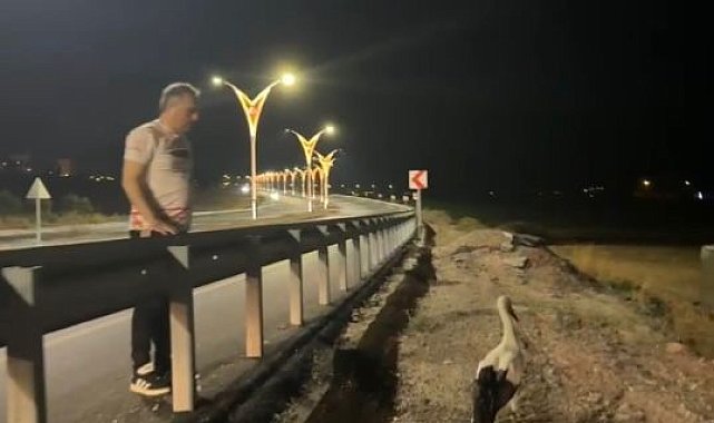 Yaralı leyleklere Başkan Çenet'ten şefkat eli