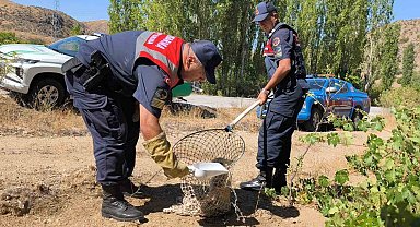 Yaralı tilki koruma altına alındı