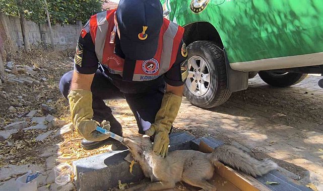 Yaralı tilki tedavi altına alındı