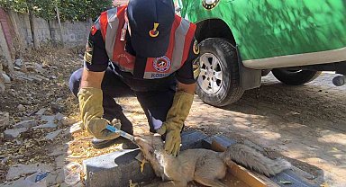Yaralı tilki tedavi altına alındı