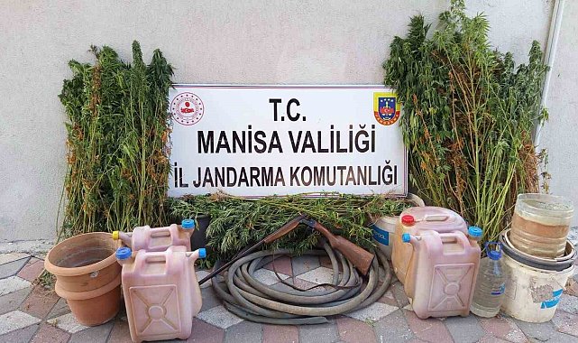 Yasa dışı kenevir eken şahıs tutuklandı