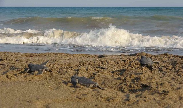 Yavru caretta carettların çıkışları tamamlandı: 210 bin yavru denizle buluştu
