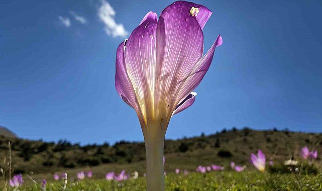 Yaylalarda kışın habercisi 'vargit'ler kendini gösterdi