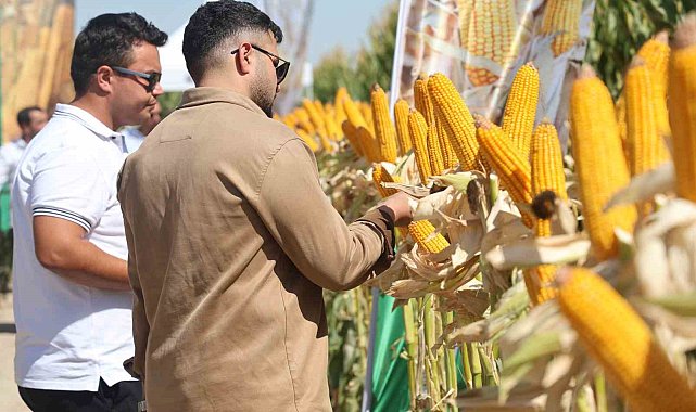 Yeni hibrit mısır çeşitleri Konya'da çiftçilere tanıtıldı