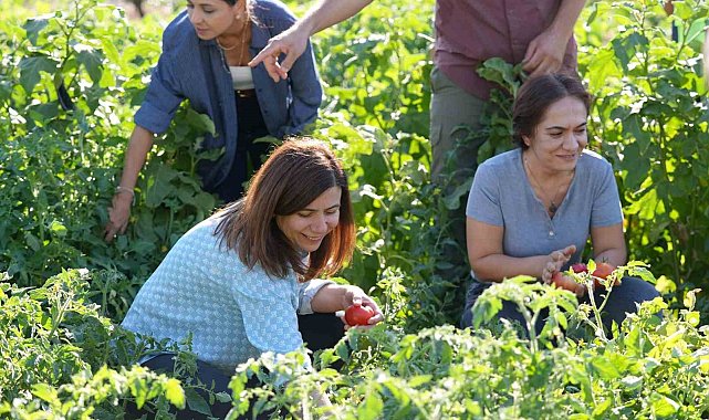 Yerel tohumlu bostanda hasat başladı