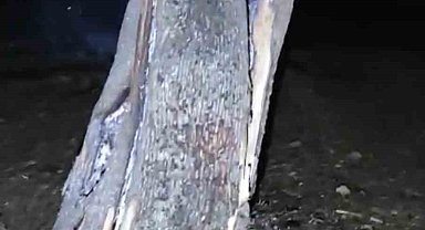 Yıldırım düşen 50 yaşındaki ağaç ortadan ikiye bölündü