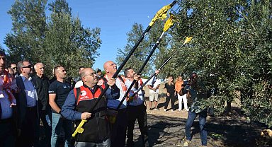 Yılın ilk zeytinyağı üretimi yapıldı