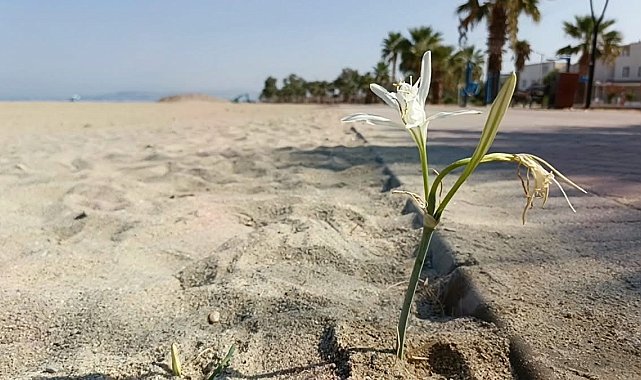 Yıllar Sonra Kuşadası'nda Kum Zambağı açtı
