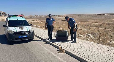 Yolda yaralı halde bulunan yavru tilki koruma altına alındı
