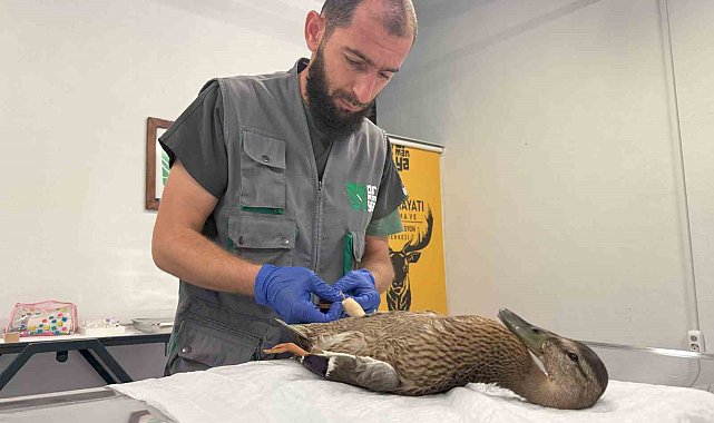 Yorgun ördeğe şefkat eli