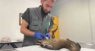 Yorgun ördeğe şefkat eli
