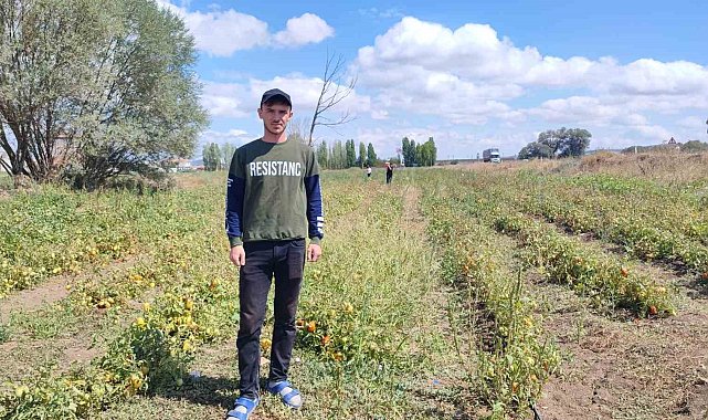 Yozgat'ta üniversite öğrencisi, ürettiği domatesleri tarlasında tüketicilerle buluşturuyor