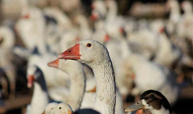 Yozgatlı girişimci 5 kazla başladı, üretimi 850'ye çıkardı
