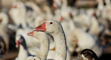 Yozgatlı girişimci 5 kazla başladı, üretimi 850'ye çıkardı