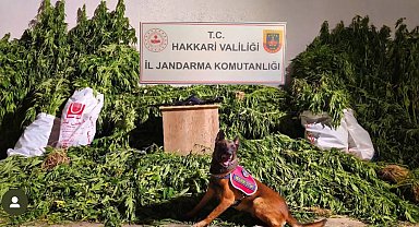 Yüksekova'da 630 kök kenevir ve 61 kilo esrar ele geçirildi