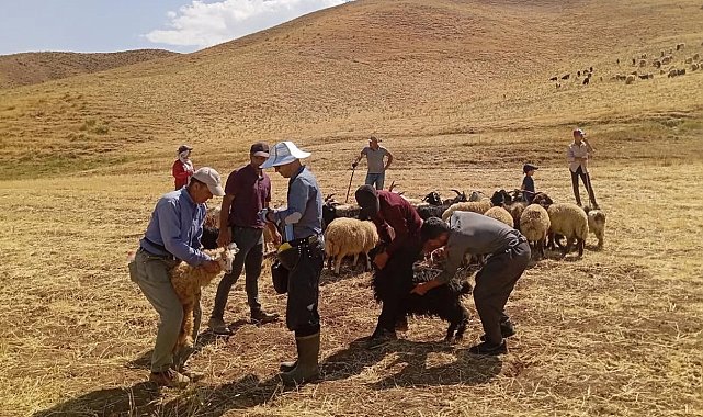 Yüksekova'da hayvan aşılama ve kimliklendirme çalışması devam ediyor
