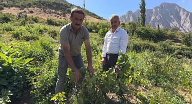 Yüksekova'da yerli üzümün merkezi: Yeşiltaş köyü