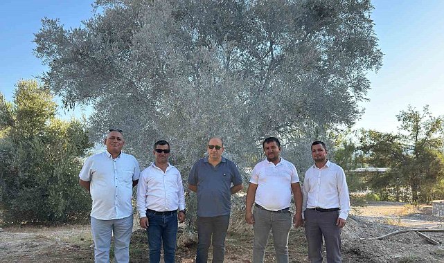 Zeytin ağacı bilimsel yöntemlerle taşındı