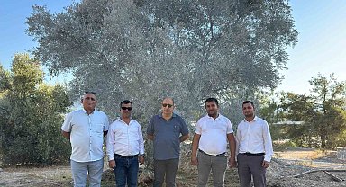 Zeytin ağacı bilimsel yöntemlerle taşındı