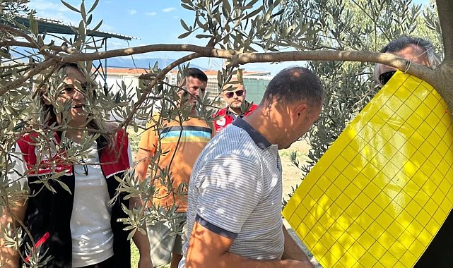 Zeytin üreticilerine zeytin sineğiyle mücadele için tuzak dağıtıldı