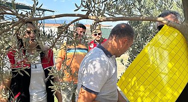 Zeytin üreticilerine zeytin sineğiyle mücadele için tuzak dağıtıldı