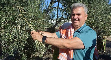 Zeytinyağında AB tescili için çabalar sürüyor