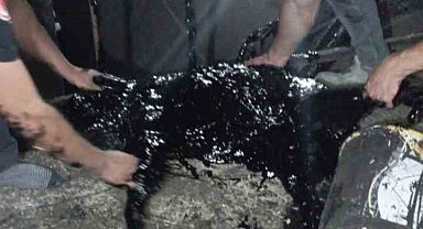 Zift kazanına düşen köpek yarım saatlik müdahale sonrası kurtarıldı