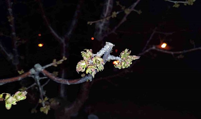 Zirai don zararına uğrayan çiftçilere destekleme ödemesi yapılacak