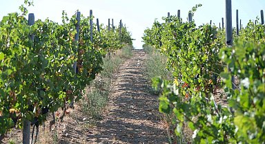 Zirai dondan etkilenen üreticilere destek