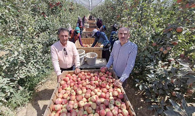 Zirai donun vurduğu Karaman'da elma hasadı buruk başladı