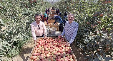 Zirai donun vurduğu Karaman'da elma hasadı buruk başladı