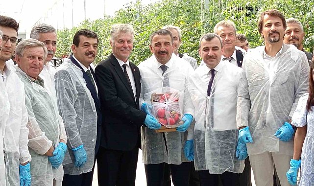 Zonguldak'ta Sera OSB'de ilk domates hasatı gerçekleştirildi