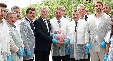 Zonguldak'ta Sera OSB'de ilk domates hasatı gerçekleştirildi