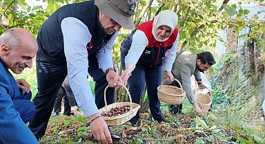 2024'te 794 ton kestane üretimi gerçekleşti