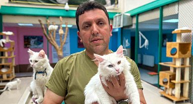 30 yıllık emek: Van kedilerine bir ömür adadı