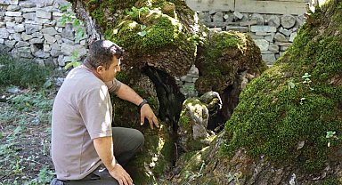 300 yıllık dut ağacında dikkat çeken detay