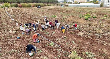 'Akademik' patateslerin hasadı başladı