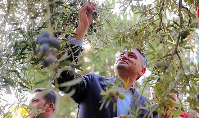 'Zeytinin Yolculuğu' Aliağa'da şenlikle kutlandı