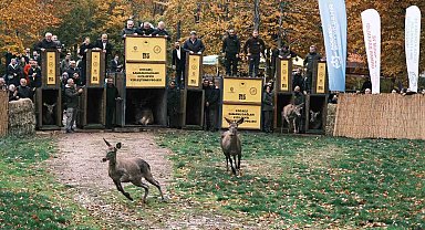 7 kızıl geyik doğaya salındı, GPS ile adım adım takip edilecek