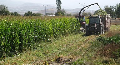 98 dönüm alana ekilen silajlık mısırların hasadı yapıldı