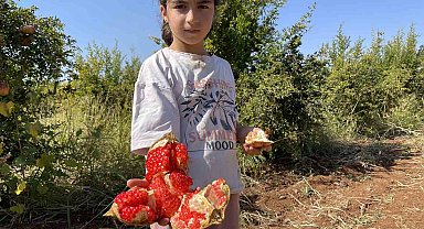 AB tescilli Suruç narında hasat dönemi başladı