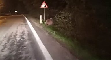 Aç kalan ayılar yollara düştü