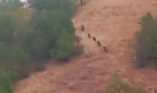 Aç kalan domuz sürüsü yerleşim yerine indi